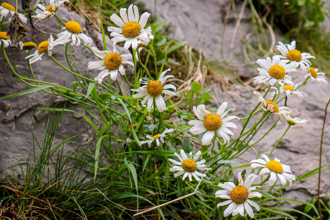 Überall Margeriten