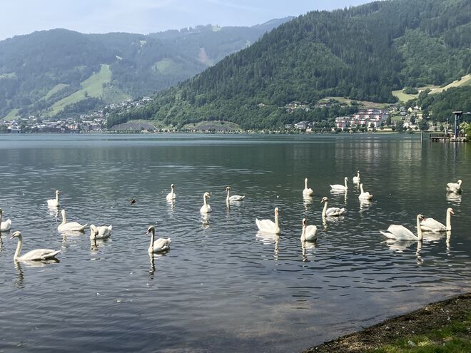 Große Versammlung….