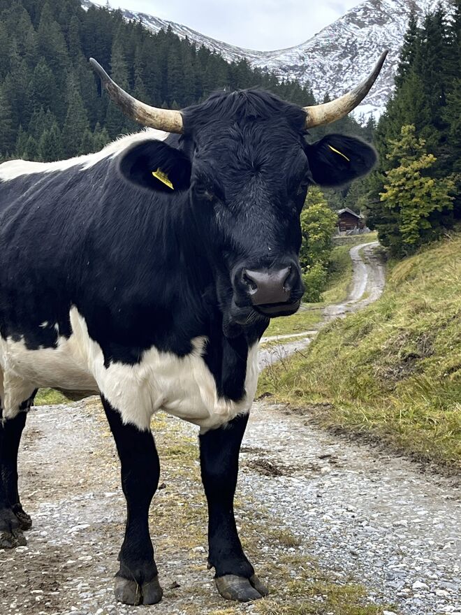 Bin ich nicht schön mit meinen Hörnern?