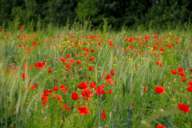 Mohnblumenwiese...