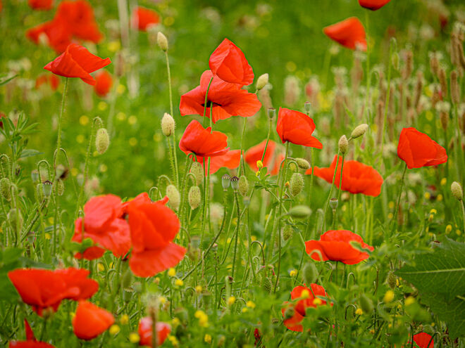 Eine Wiese voll mit Mohnblumen...