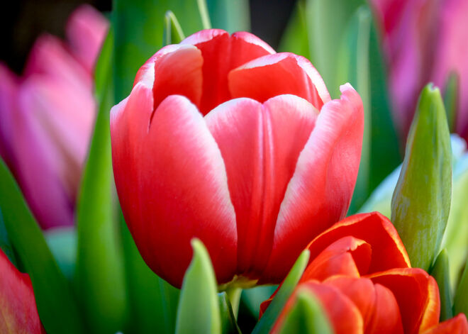 Fröhliche Tulpen...