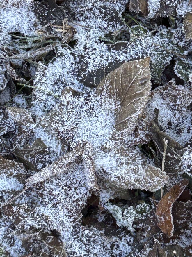 Frostiger Gruß