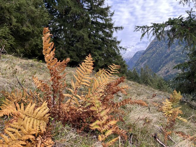Herbstfarbe