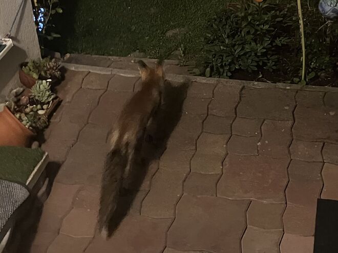 Nächtlicher Besuch auf der Terrasse