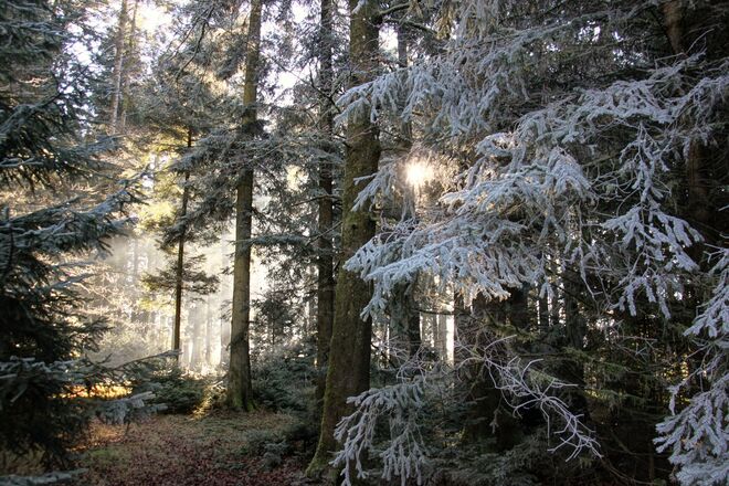 Spaziergang im Raureifwald heute vormittag