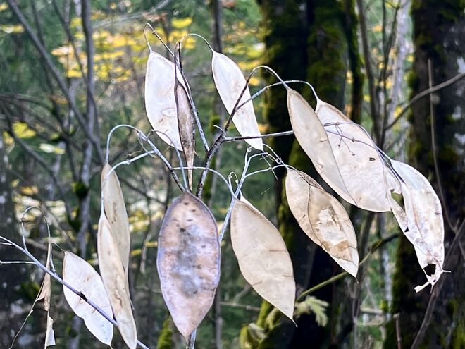 Herbstliches Silberblatt