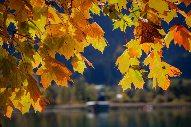 Fröhlicher Herbst