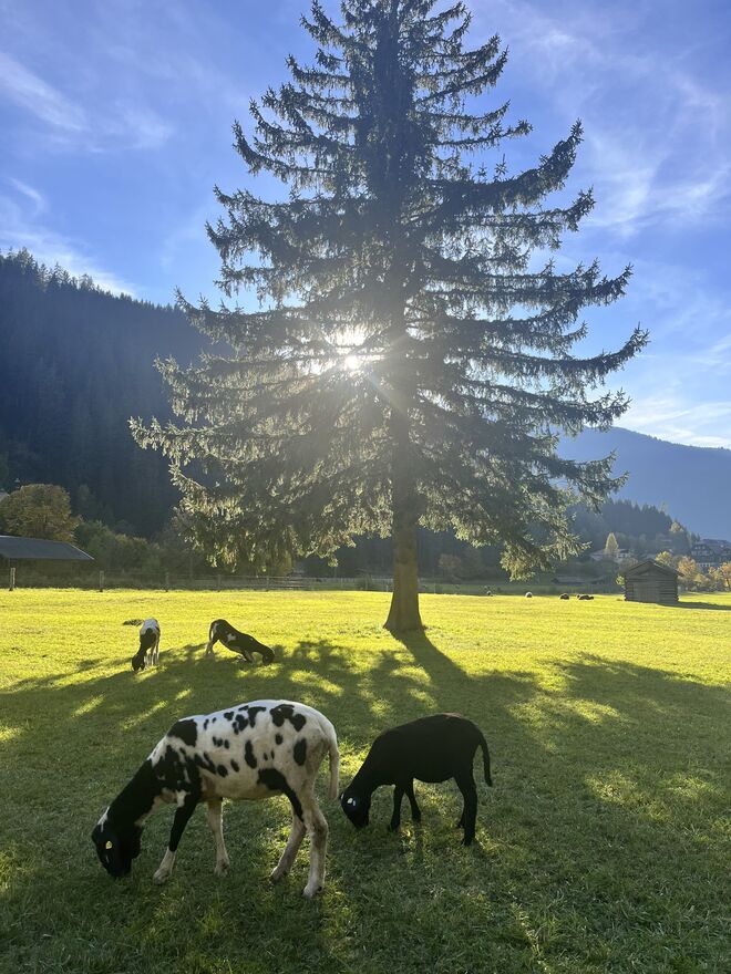 Gemütliches Grasen