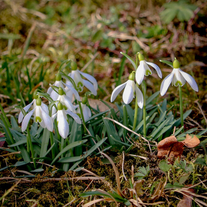 Wann beginnt der Frühling? :-)