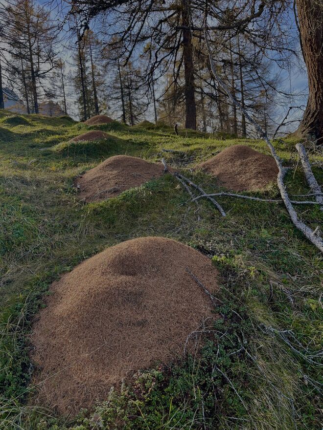 Plantage von Ameisenhügeln