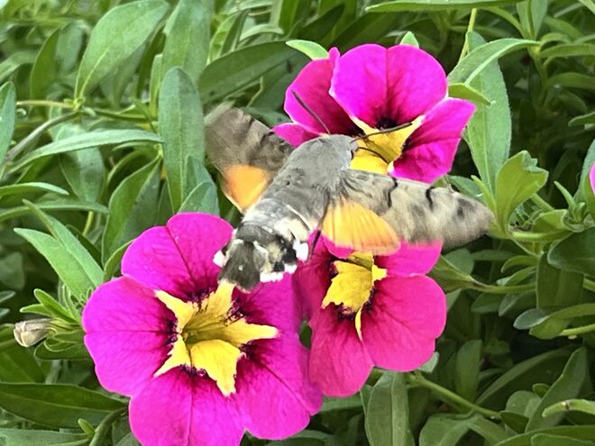 Schwirrendes Taubenschwänzchen