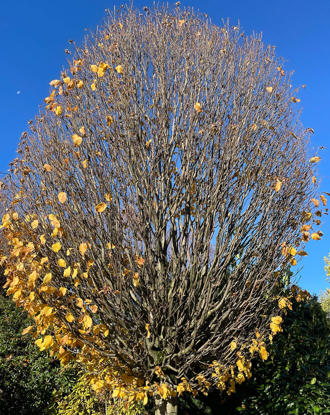 Baum mit Blattbart ; )