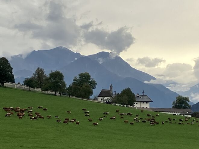 Eine Kuh macht muuh, viele Kühe machen Mühe