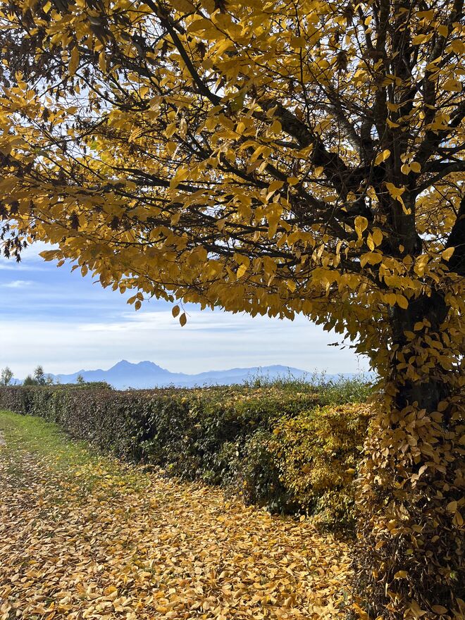 Goldener Blick zum Staufen