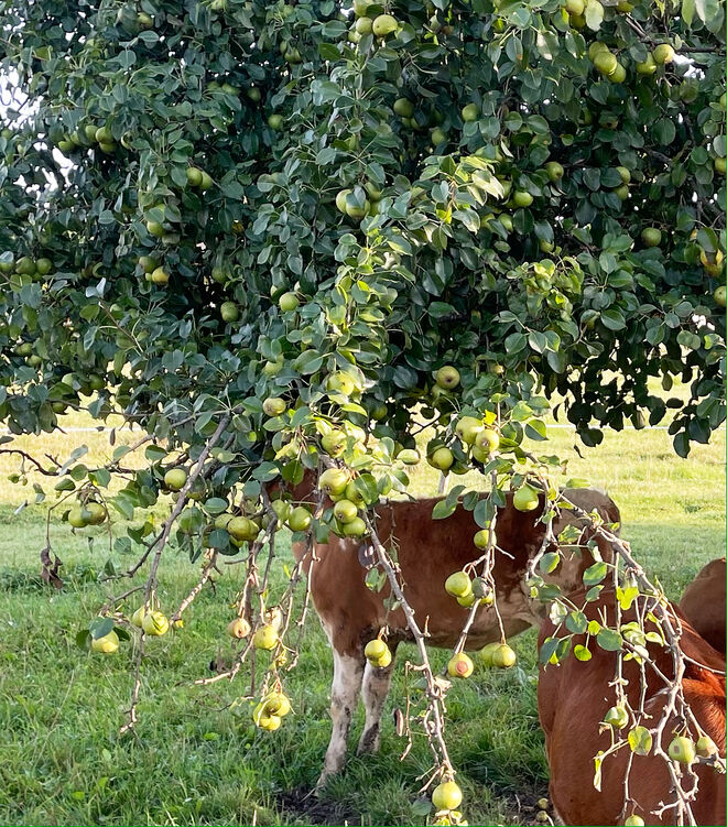 Verlockendes Obst ; )