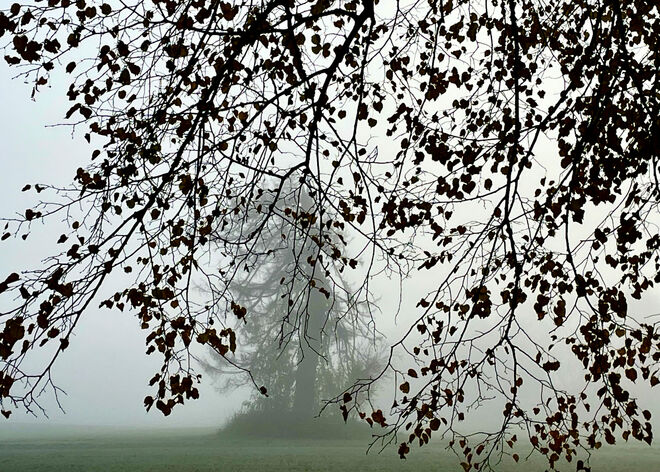 Nadelbaumversteck