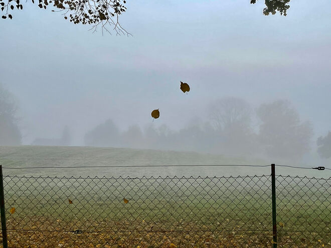 Blätter fallen