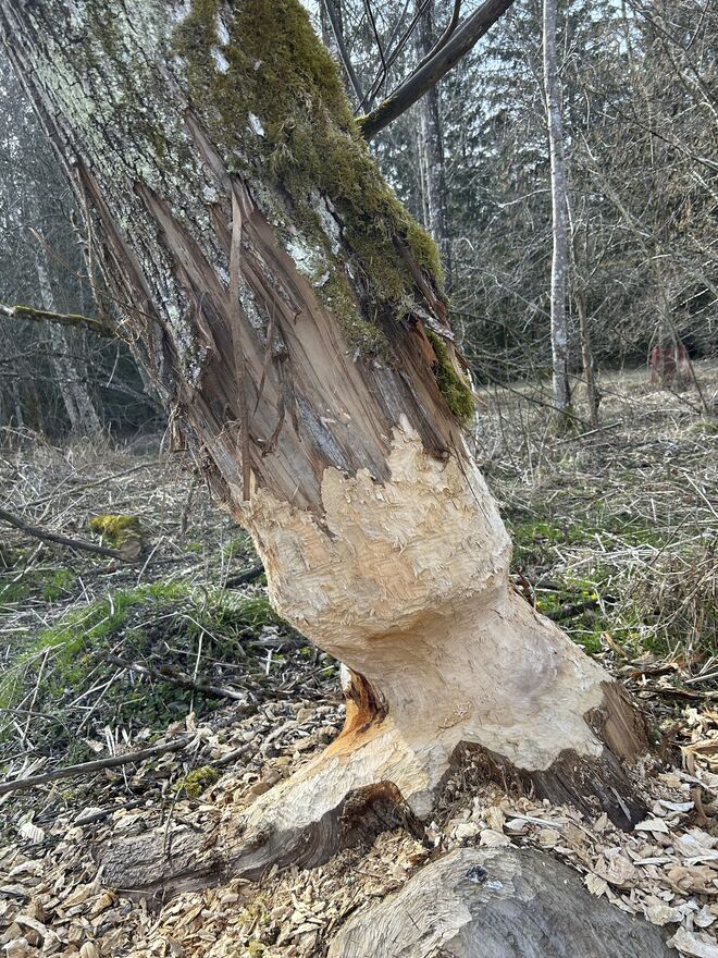 Anzeichen von Leben