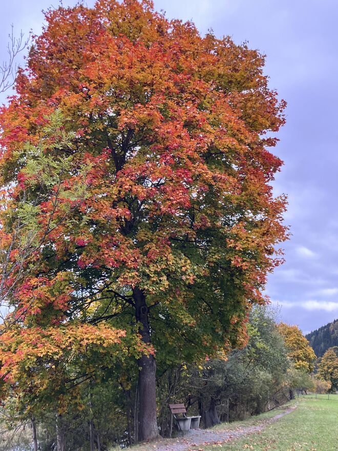Bankerl zum Rasten unter den Farben des Herbstes
