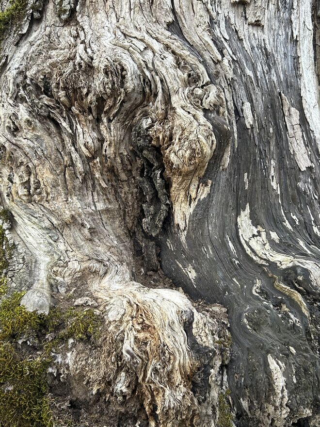 Landschaft eines Baumes