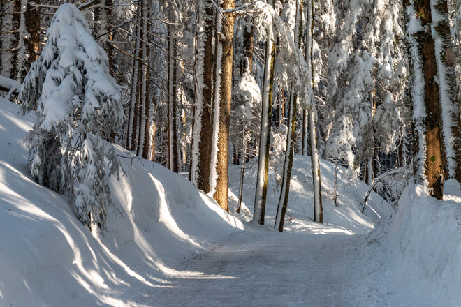 Winterwald