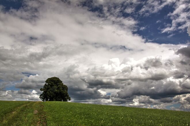 Die schöne Gschirnlinde heute nachmittag mit dramatischer Wolkenstimmung
