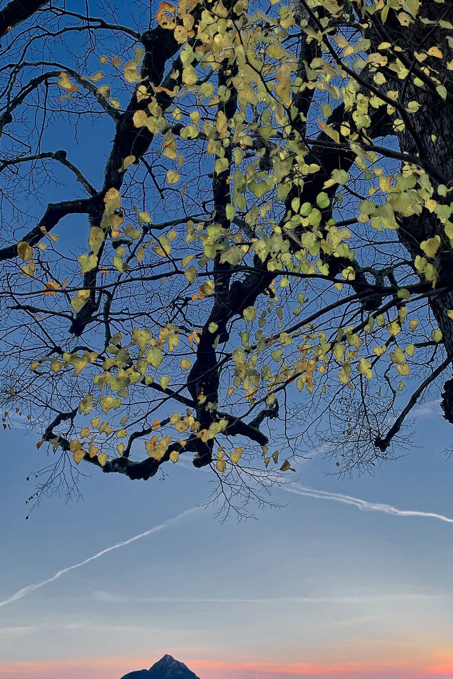 Morgenstimmung in der Hellbrunner Allee