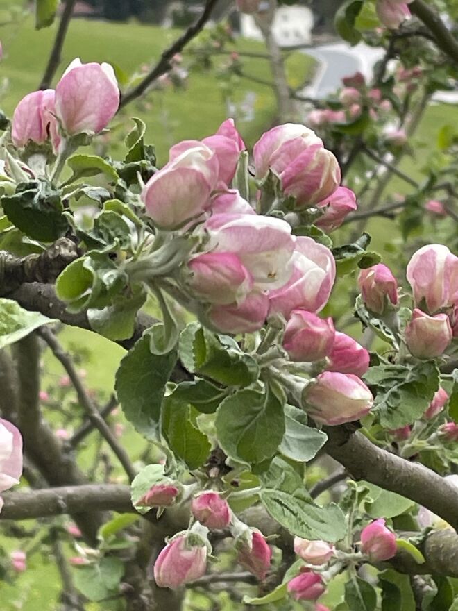 Frühling
