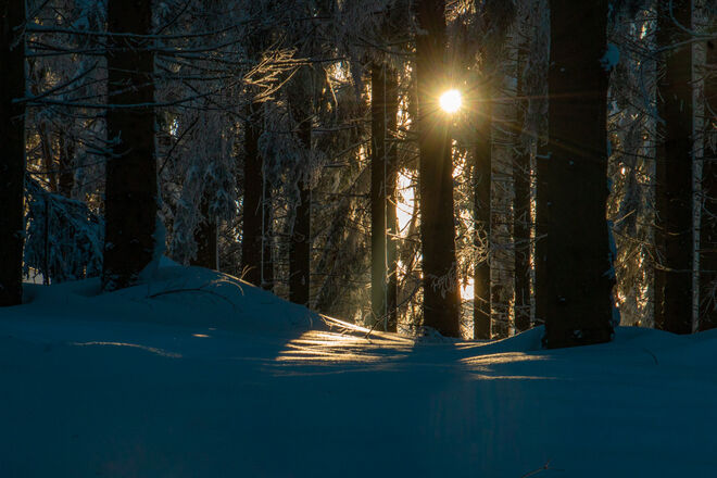 Wald im Winter