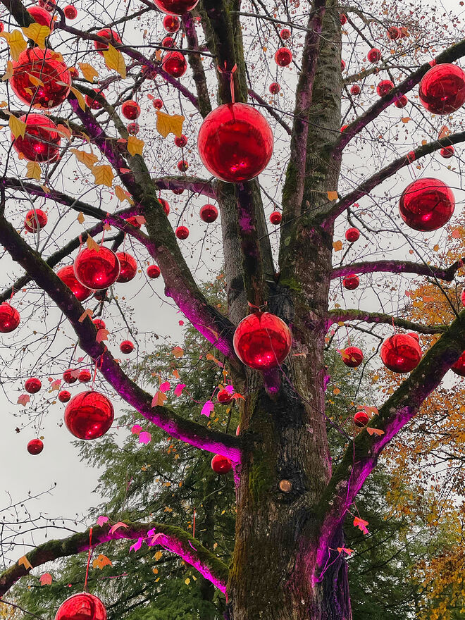Der berühmte Kugelbaum