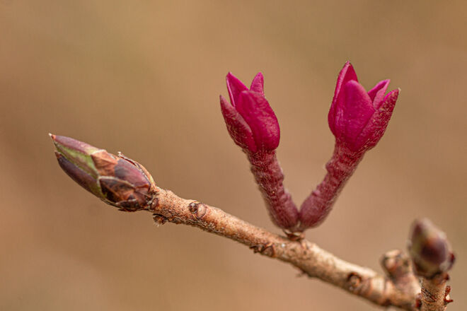 Rote Blüten