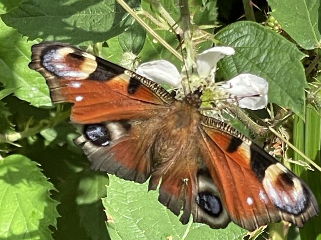 Tagpfauenauge auf Brombeerblüte