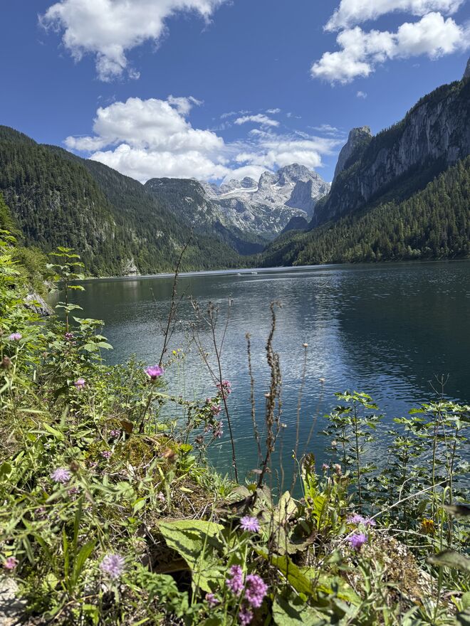 Blick zum Dachstein