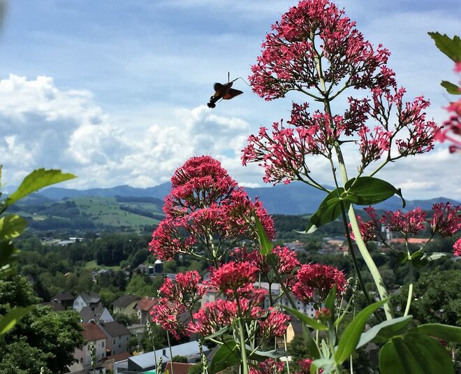 Besuch vom Taubenschwänzchen