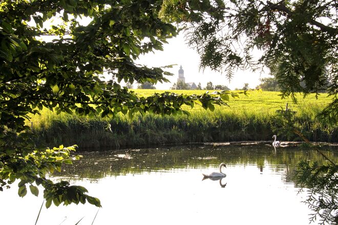 Schwanenfamilie in einem Teich in Seekirchen