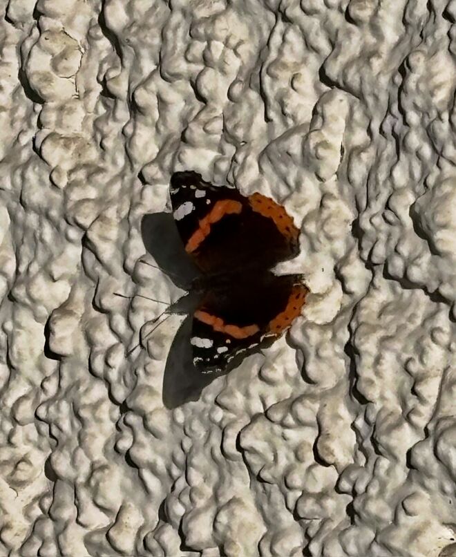 Schattenwurf