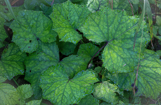 Blattsalat