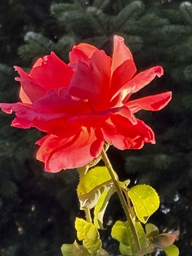 Alexanderrose in der Abendsonne.