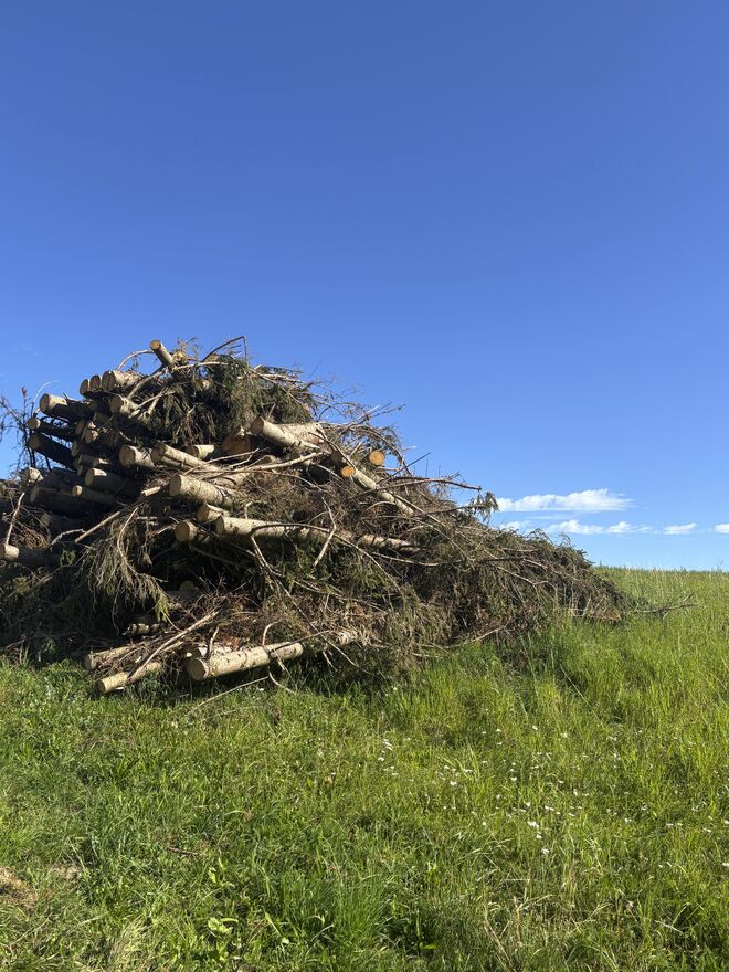 Da freut sich nicht nur der Steinmarder!