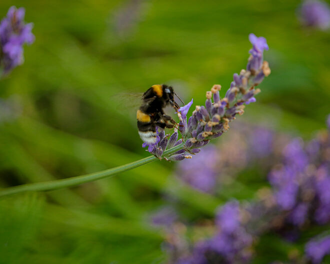 Hier wird ein Lavendel bearbeitet...