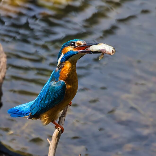 Spontaner Eisvogel