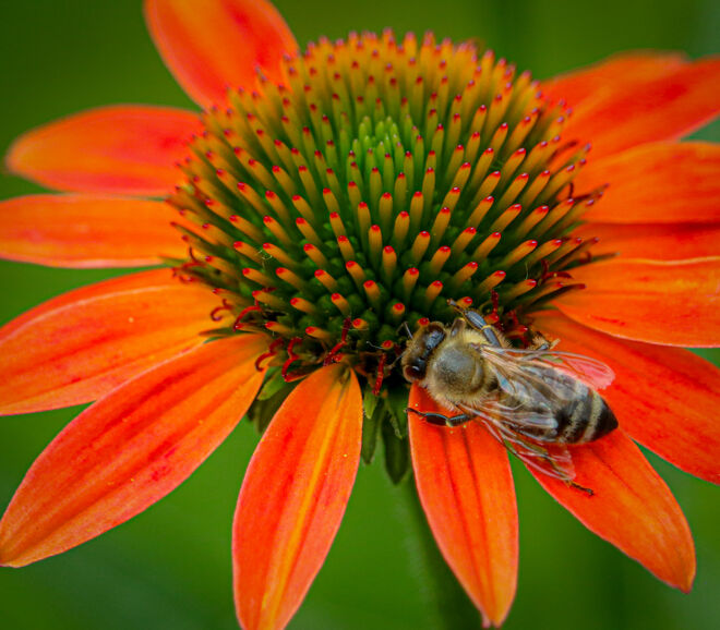 Fleißiges Bienchen...