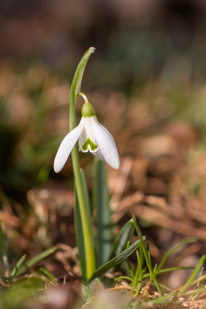 Im Garten