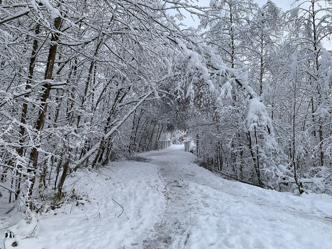 Weg zur Salzach