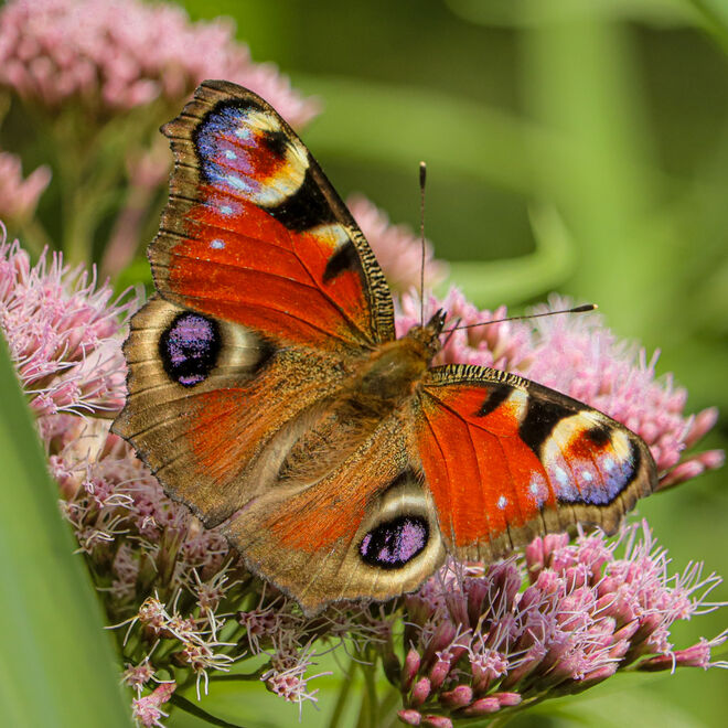 Bunt flatternd im Sommerwind