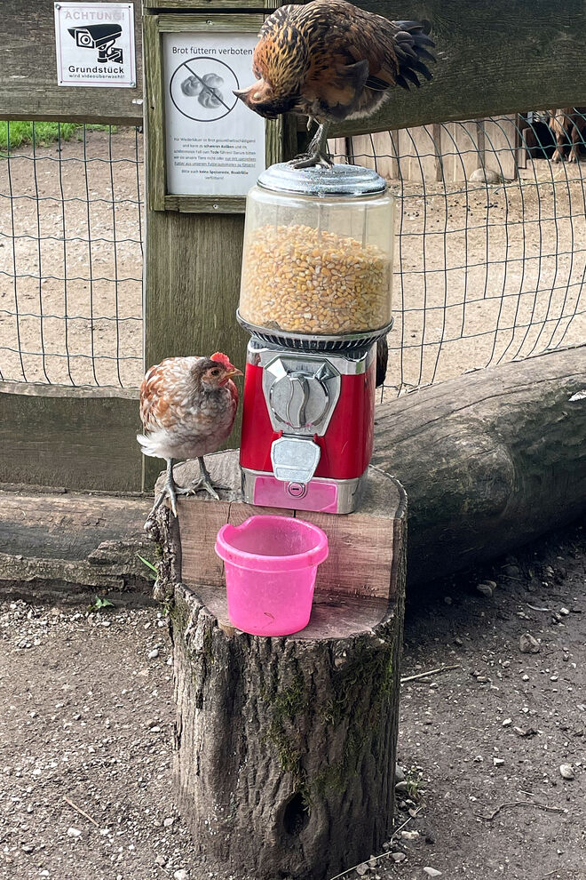 Betteln am Futterautomat