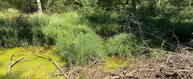 Aulandschaft