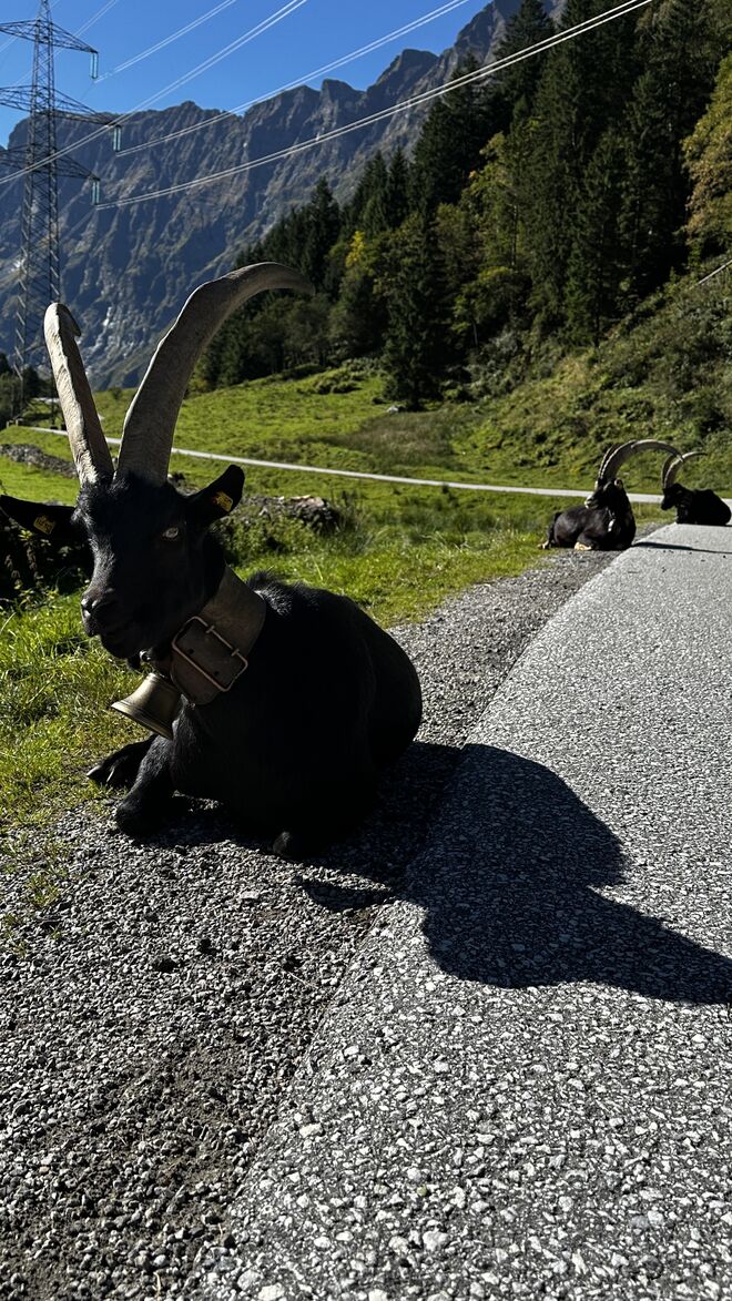 wir belagern den Weg zum Hintersee