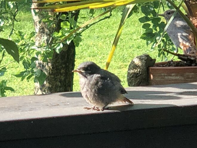 Besuch am balkon